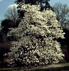 Magnolia x loebneri 'Merrill' — photo 3