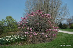 Magnolia liliiflora Betty — photo 3
