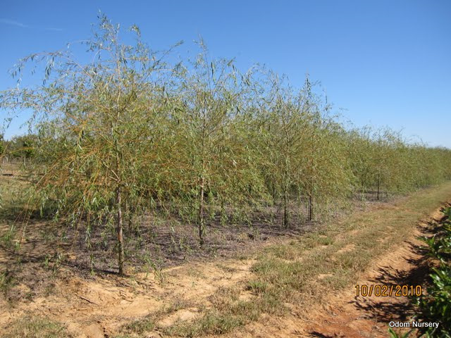 Salix alba 'Niobe' or 'Tristis' — photo 1