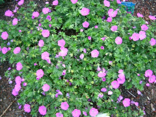 Geranium sanguineum Max Frei