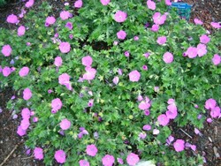 Geranium sanguineum Max Frei — photo 1