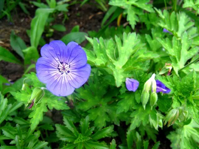 Geranium X Rozanne
