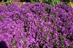 Aster novae-angliae 'Purple Dome' — photo 1