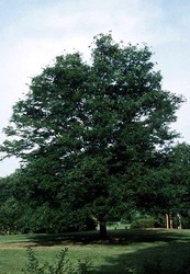 Gleditsia triacanthos inermis 'Shademaster' — photo 2