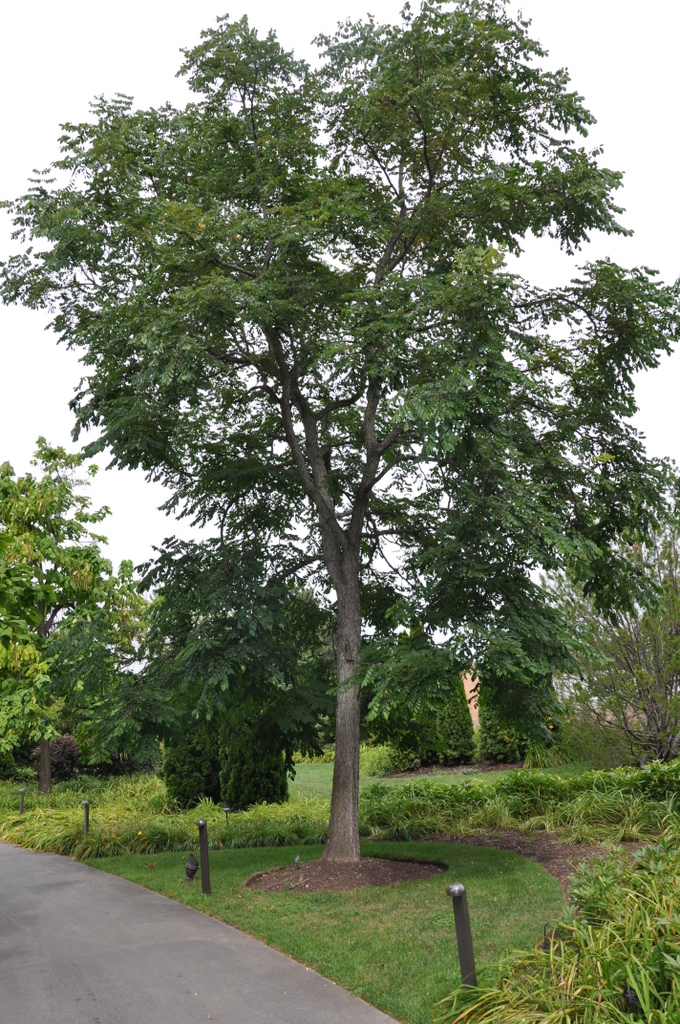 Gymnocladus dioicus Crosswicks Male