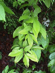 Oxydendrum arboreum — photo 3