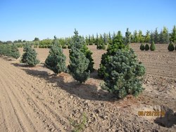 Pinus kwangtungensis — photo 3