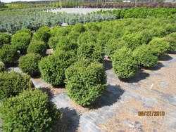 Pinus mugo var. pumilio — photo 2