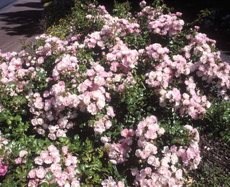 Rosa Flower Carpet Apple Blossom — photo 1
