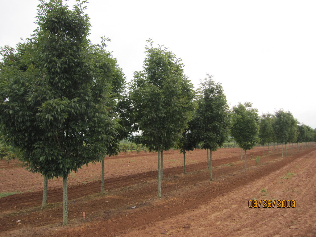 Fraxinus penn. 'Cimmaron'