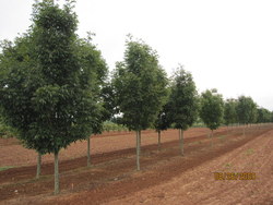 Fraxinus penn. 'Cimmaron' — photo 1
