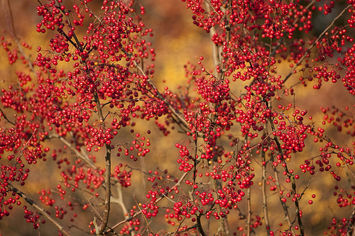 Malus 'Red Jewel' — photo 1