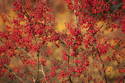 Malus 'Red Jewel' — photo 1