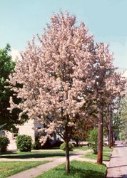 Malus 'Pink Spires' — photo 1