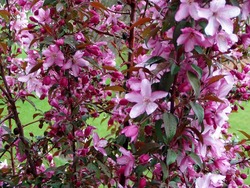 Malus 'Pink Spires' — photo 2