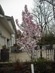 Malus 'Pink Spires' — photo 3