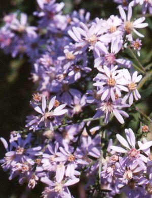 Aster Wood's Light Blue — photo 1