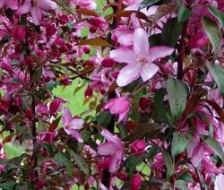Malus 'Pink Spires' — photo 4