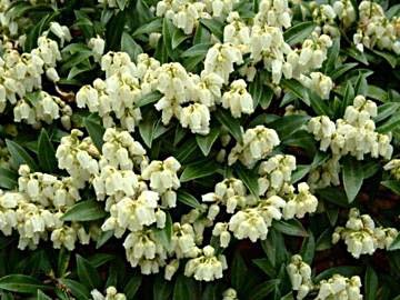 Pieris japonica Nocturne