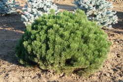 Pinus mugo Mughus — photo 1