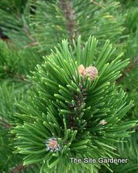 Pinus mugo Mughus — photo 2