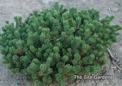 Pinus mugo Mughus — photo 3