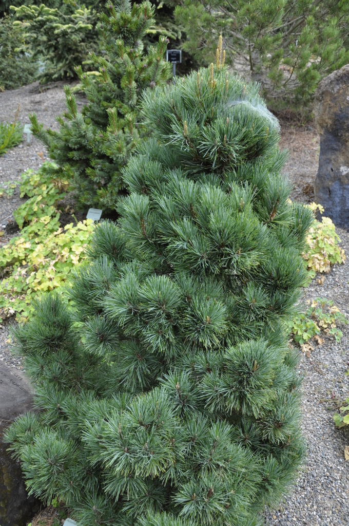 Pinus strobiformis