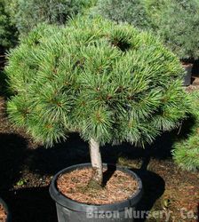 Pinus strobus 'Nana' — photo 2