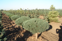 Pinus sylvestris 'Nana' — photo 1