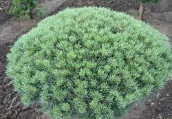 Pinus sylvestris 'Nana' — photo 2