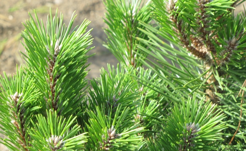 Pinus thunbergii Shioguro — photo 1