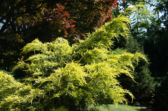 Juniperus chinesis Golden Glow — photo 1