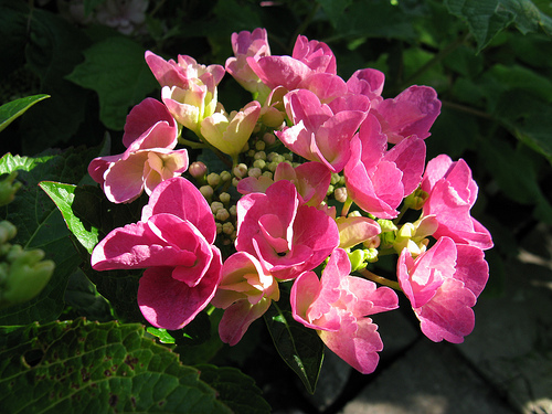 Hydrangea macrophylla 'Taube'( TELLER PINK, TELLER SERIES)