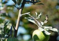 Malus domestica 'Granny Smith' — photo 1