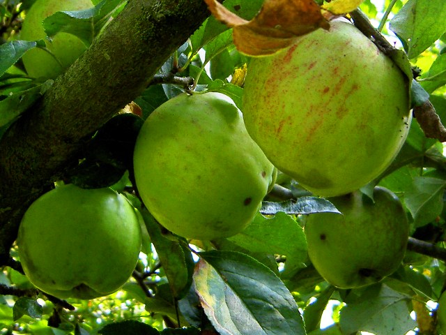 Malus domestica 'Gravenstein' Dwarf