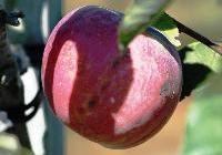 Malus domestica 'Liberty' Dwarf — photo 1