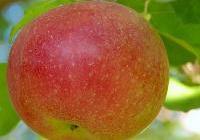 Malus domestica 'McIntosh' Dwarf — photo 1