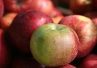 Malus domestica 'McIntosh' Dwarf — photo 3