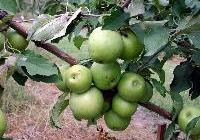 Malus domestica 'Mutsu' Semidwarf — photo 1