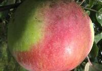 Malus domestica 'Northern Spy' — photo 1