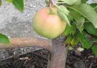 Malus domestica 'Pink Lady' Dwarf — photo 2