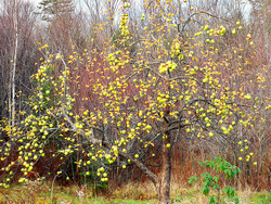 Malus domestica 'Pound Sweet' Dwarf — photo 1