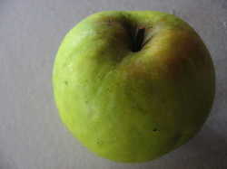 Malus domestica 'Pound Sweet' Dwarf — photo 3