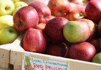 Malus domestica 'Red Delicious' — photo 3