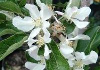 Malus domestica 'Red Winesap' — photo 1