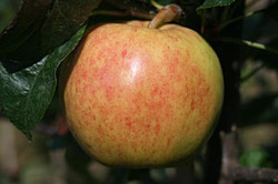 Malus domestica 'Royal Gala' — photo 1