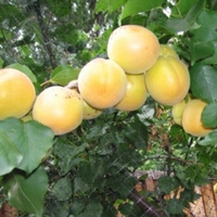 Prunus armeniaca 'Blenheim' Dwarf — photo 1
