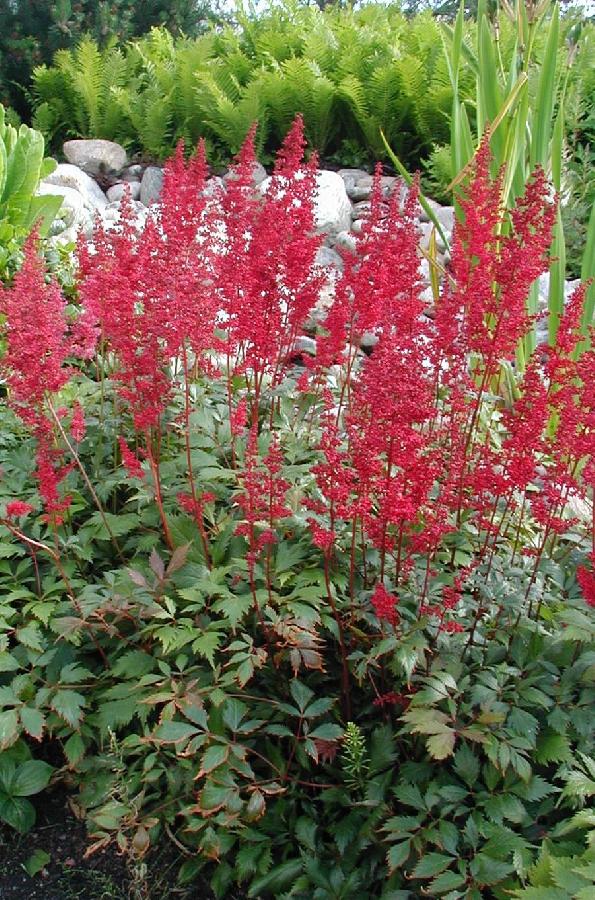 Astilbe arendsii 'Fanal' — photo 1