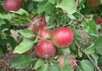Malus domestica 'Arkansas Black' — photo 1