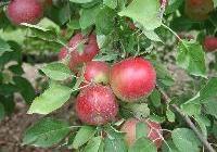 Malus domestica 'Arkansas Black' — photo 1